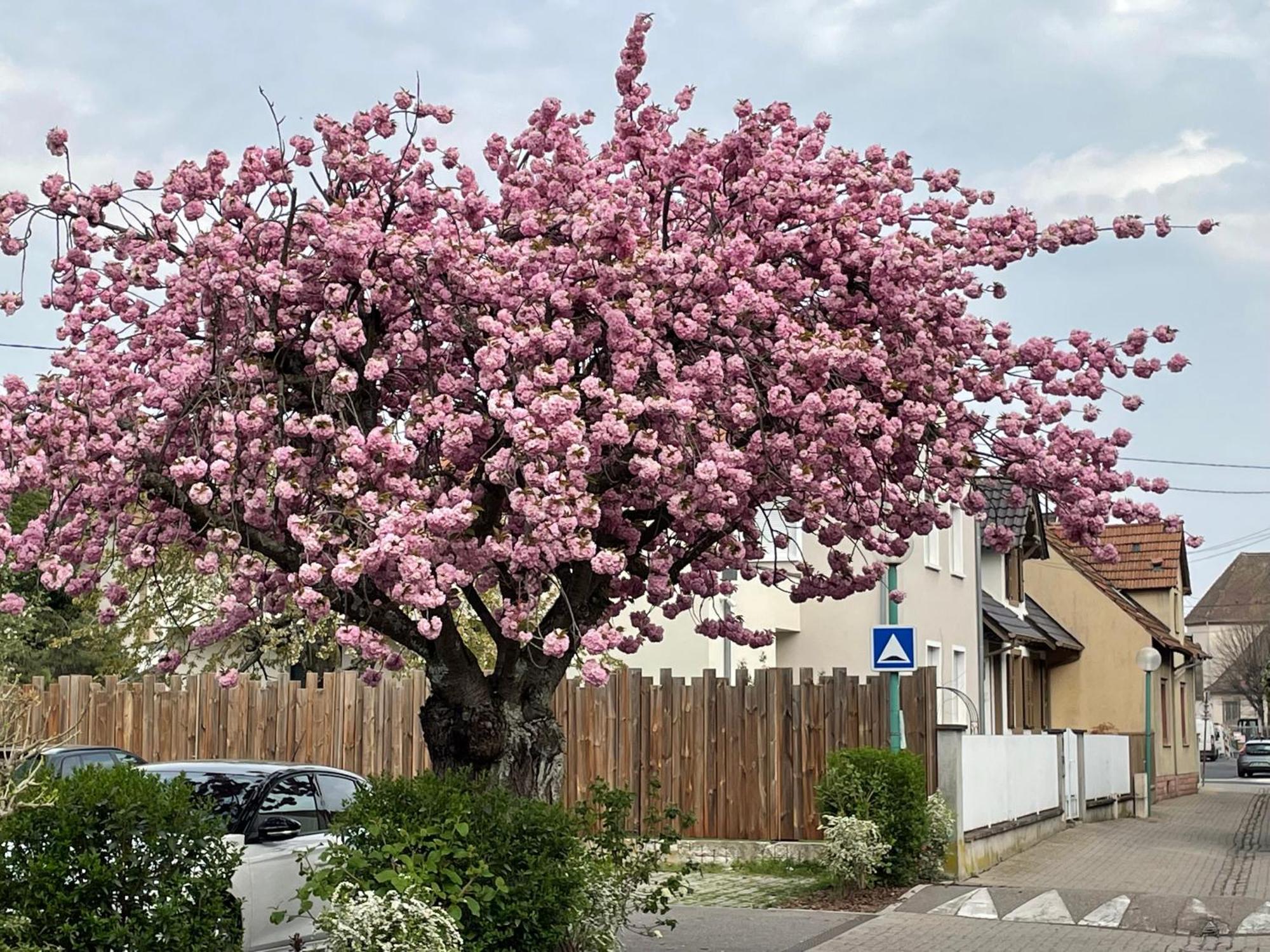 Вілла Le 6B Hoenheim Екстер'єр фото